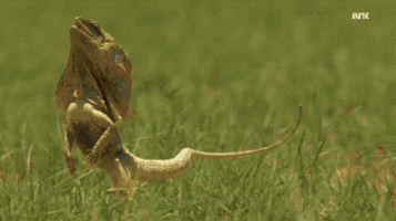 Frill Neck Lizard Running GIF