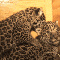Baby Animals Cats GIF by San Diego Zoo Wildlife Alliance