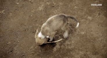 200.gif?cid=fc005b08d394ff7f3921662f437aa481f166400f209841ca&rid=200.gif&ct=g