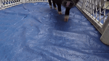 Happy Baby Animals GIF by Dartmouth College