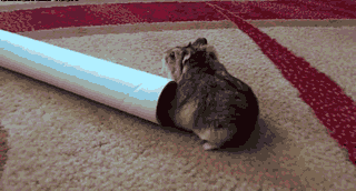 sova  GIF