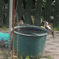 200.gif?cid=fc005b085122a74ebd97c2331e02091159ae78a5373a1f0e&rid=200.gif&ct=g