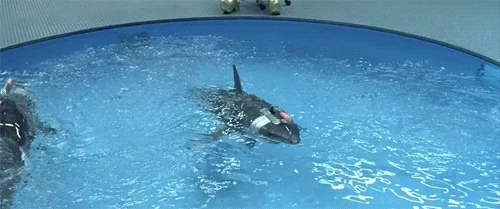 Austin Powers Shark GIF by reactionseditor