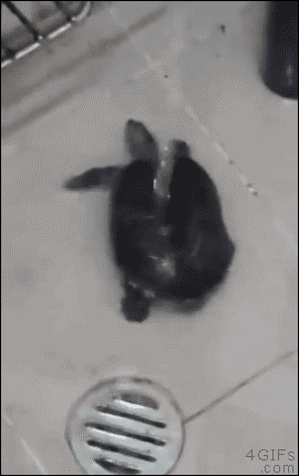 johnmaike  GIF