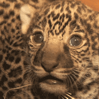 Baby Animals Cats GIF by San Diego Zoo Wildlife Alliance