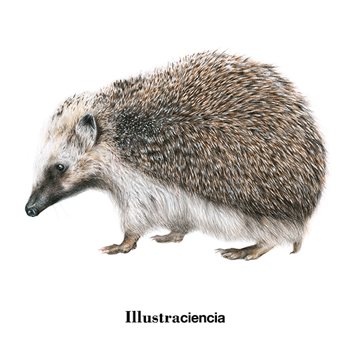 illustraciencia dibujo erizo sciart GIF