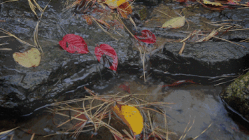 Wesley-Chang-Cinemagraphs loop nature fall autumn GIF