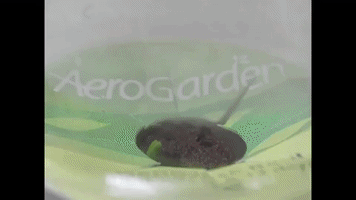 suborbital plant timelapse basil GIF