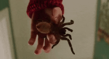 Home Alone Spider GIF by filmeditor