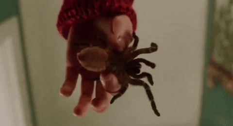 Home Alone Spider GIF by filmeditor - Find & Share on GIPHY