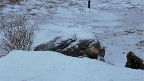 Snowball-fights GIFs - Get the best GIF on GIPHY