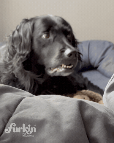 GIF by furkinpetinsurance