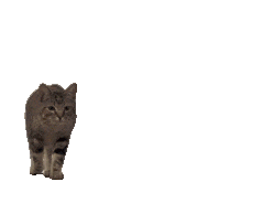 Cat Kitty Sticker