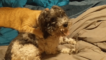 Love GIF