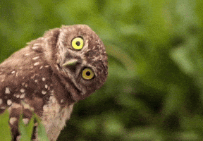 Funny Owl GIF
