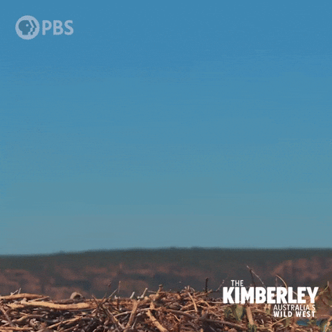 Australia Landing GIF by PBS