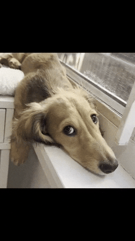 Dog Puppy GIF