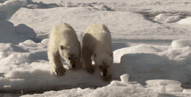 Polar Bear GIF