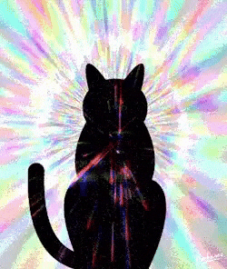 Cat GIF