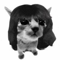 Exploding Cat Explode GIF