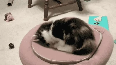 cats playing GIF