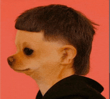Mullet Dog Haircut GIF