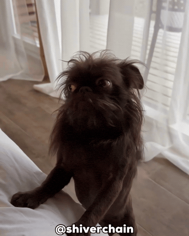 Dog Ai GIF