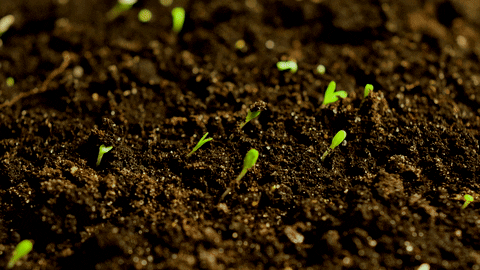 Grow Plant Growth GIF by ADWEEK - Find & Share on GIPHY