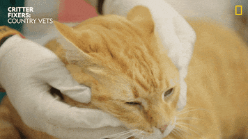 200.gif?cid=fc005b0864caafe111ac080e710cba26584afd65ffc91653&rid=200.gif&ct=g