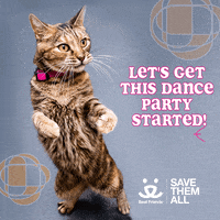 Save Them All Dance Party GIF by Best Friends Animal Society