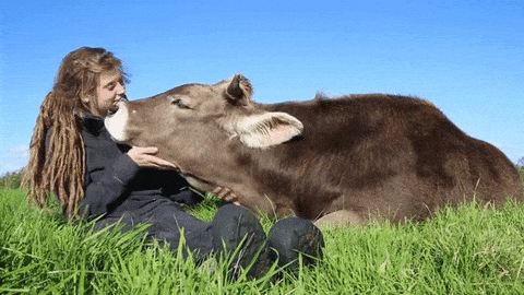 animals