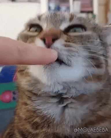 Cat Love GIF