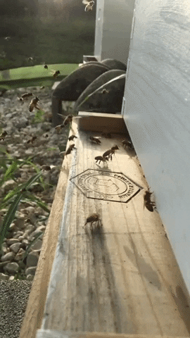 Honey Bee Bees GIF by North Dallas Crossfit