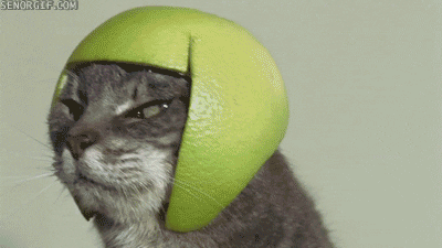Cat Hat GIF - Find & Share on GIPHY
