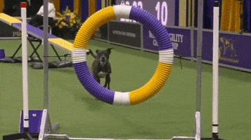 Dog Training GIF by Westminster Kennel Club