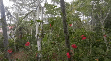 Arteduro GIF