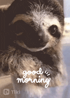 Morning Reaction GIF by Tikivideo