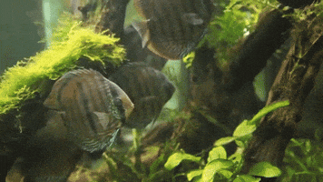 reception  GIF