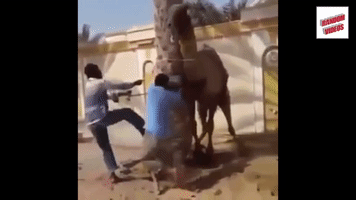 TrickyMagic vegan camel viral video vegans GIF
