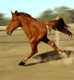 Funny-horses GIFs - Get the best GIF on GIPHY