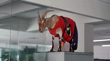 National Geographic Goat GIF by Disney+