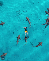 Shark Week GIF by Storyful