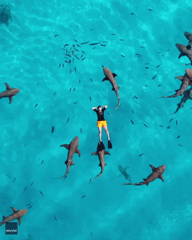 Shark Week GIF by Storyful