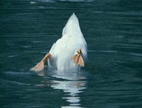 Water-off-a-ducks-back GIFs - Get the best GIF on GIPHY