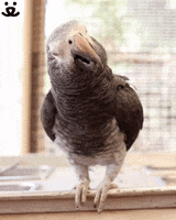 Happy So Excited GIF by Best Friends Animal Society