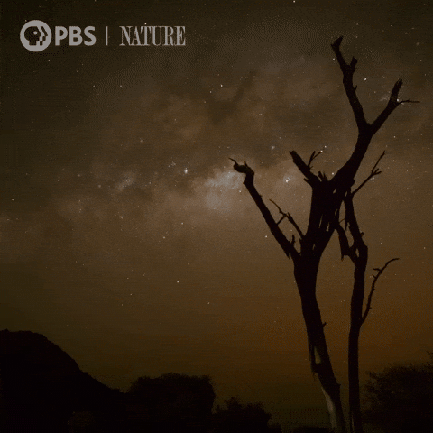 Explore Night Sky GIF by Nature on PBS