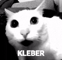 Cat GIF