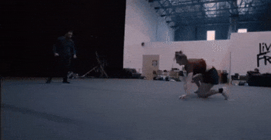 Peleas GIF