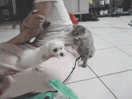Video gif. Small white dog sits on the lap of a girl, laying its head down on her leg. A gray cat sits next to the girl and pats gently at the dog a few times saying, “Hey…hey…” as the dog ignores it saying, “...go away…” The cat continues to pat the dog until the dog looks at it saying, “What do you want?” The cat pauses and slaps the dog hard saying, “Uhm…Tag you’re it!” The dog chases the cat in anger.
