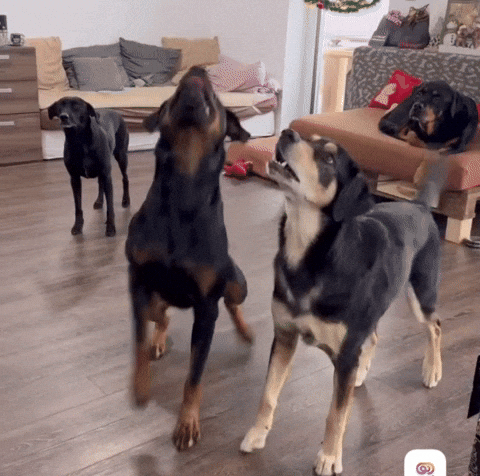 Dance Dogs GIF